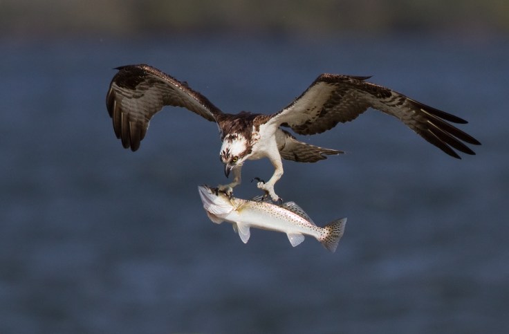 Osprey in Flight