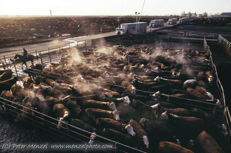 CAFO-crowded-cows
