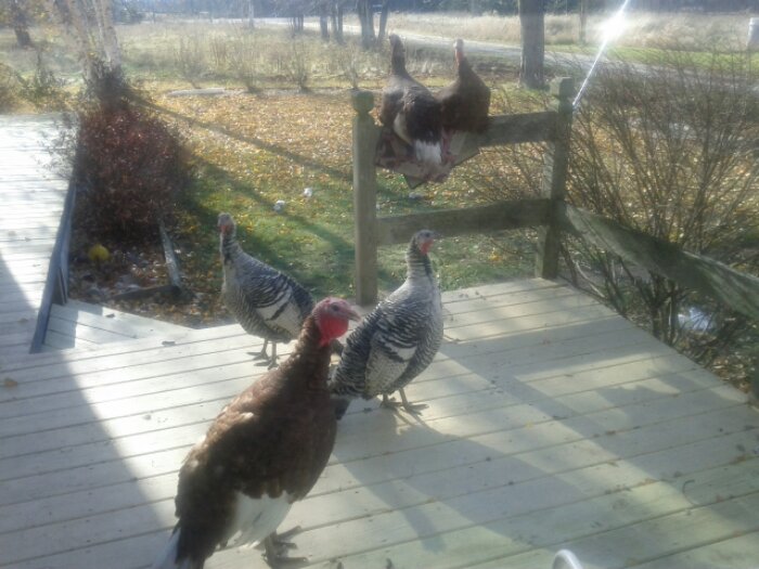 IMG_20121122_113631.jpg image