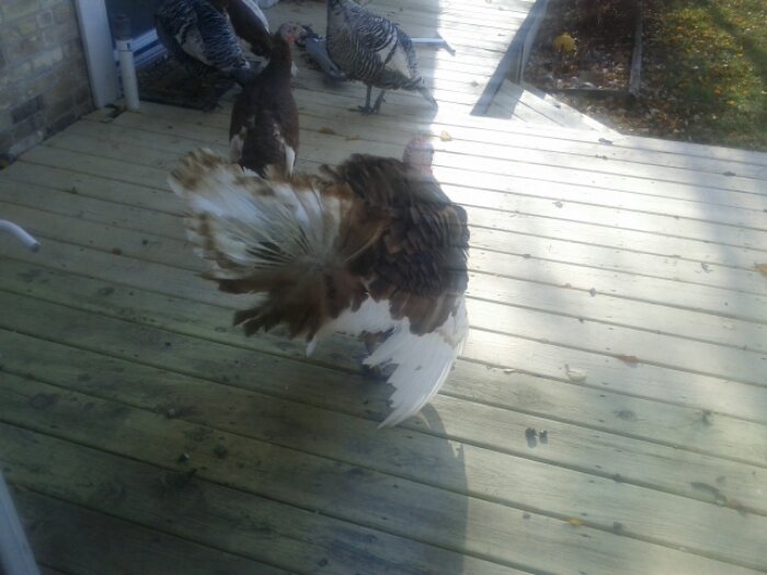 IMG_20121122_114650.jpg image