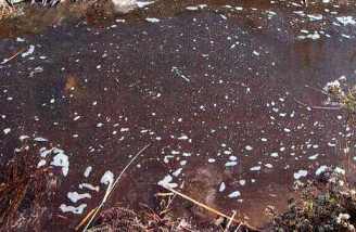 Discharge from an Idaho CAFO...