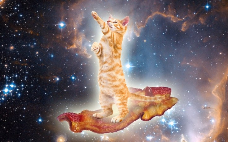 KittensBacon