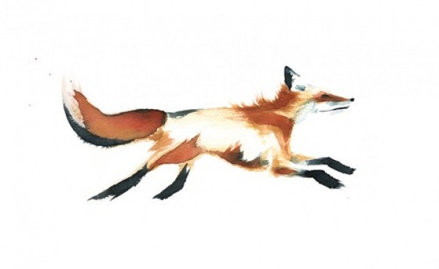 fox