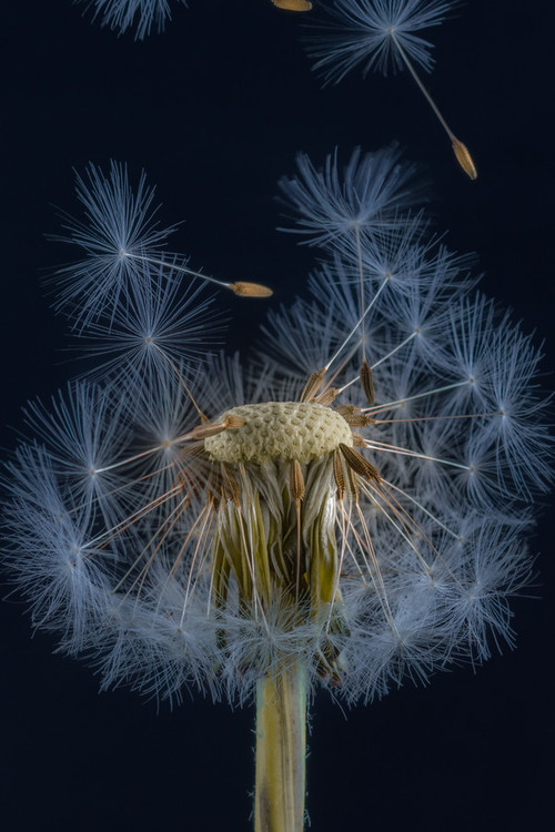 dandelion