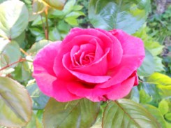 Pink Rose 02