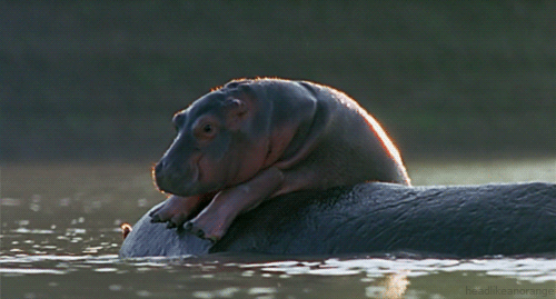 baby-hippo-gif-hippopotamus