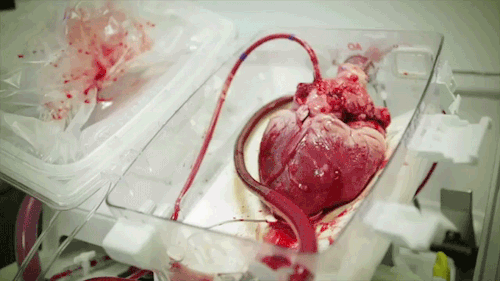 heart-gif