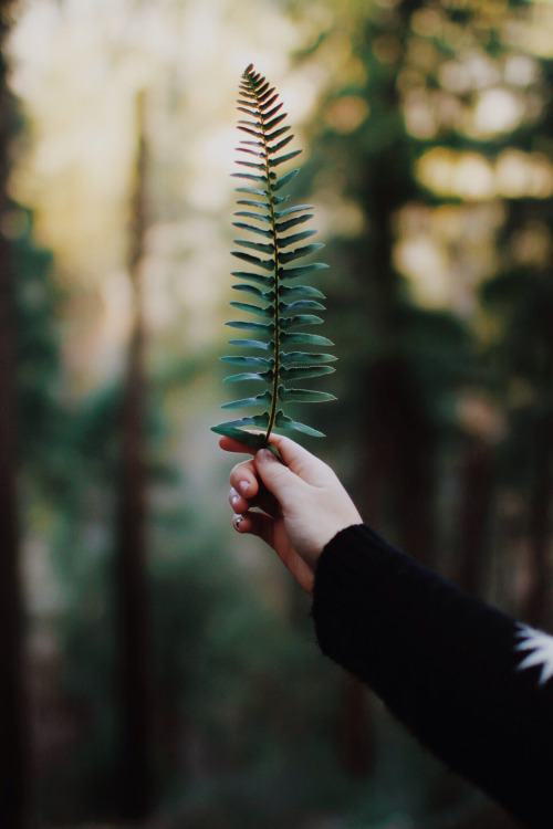 fern-woods-forest-nature