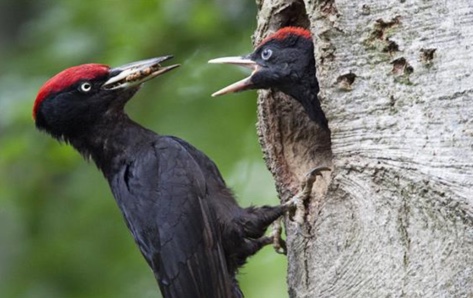bird-father-feed-nature