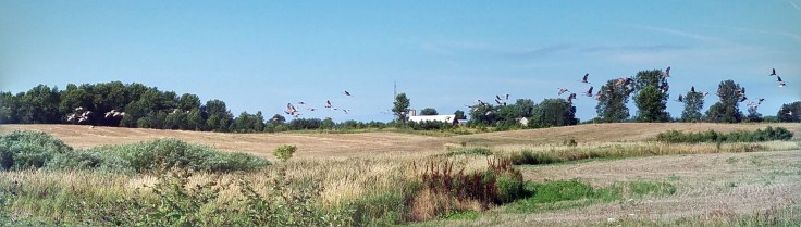 20160730_091120-PANO