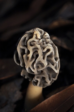 morel-mushroom