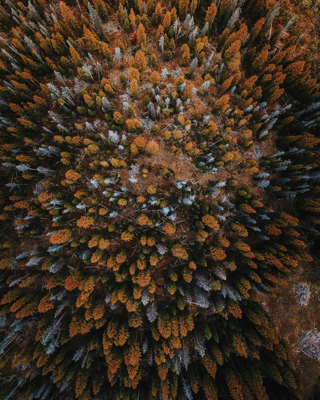 fall-autumn-forest-woods-aerial
