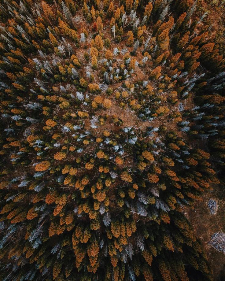 fall-autumn-forest-woods-aerial