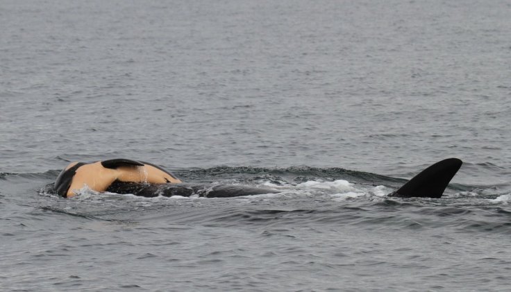 674edfc4-912f-11e8-a7c5-49ea566cd933-1242x712